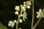 Fringed black bindweed